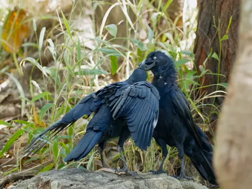 Two crows, standing on a rock covered by grass. One of the crows has its back to the camera, its wings outspread and its beak held upwards and open. The other crow has its beak near the beak of the first, caught mid moment as its feeds the younger bird