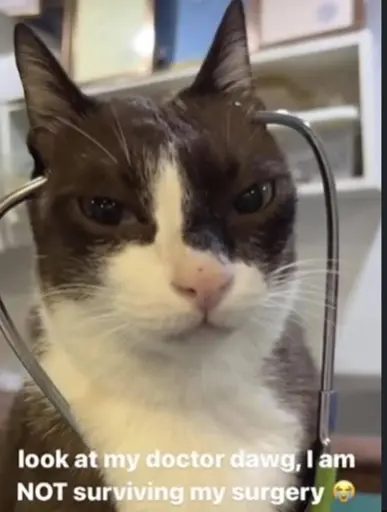 "look at my doctor dawg, I am NOT surviving my surgery 😭". Picture of a cat with a stethoscope