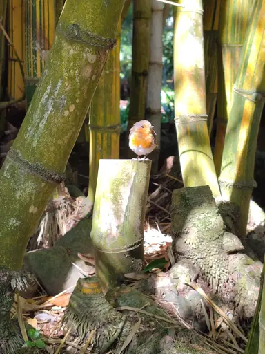 Closeup photo of small bird in a bamboo groove.