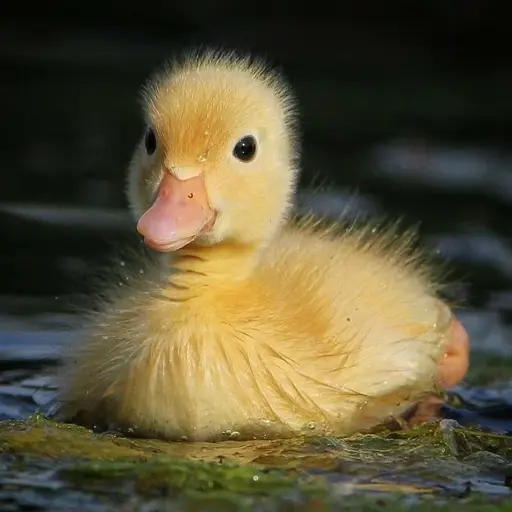Cheep cheep!