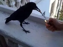a crow on a balcony ledge with a cigarette in its beak that is being lit by a human hand with a lighter