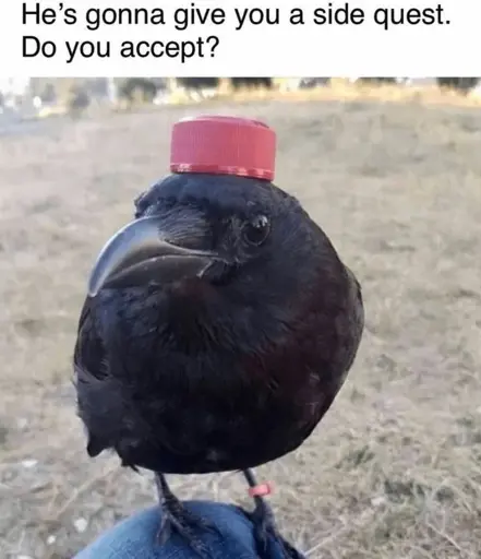 a photo of a crow wearing a bottle cap as a hat, sitting on the knee of the photographer and looking at them and into the camera. text “he’s gonna give you a side quest, so you accept?” 